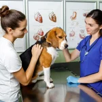 Vets for Pets Jobs in 2024: Opportunities, Trends, and Career Growth